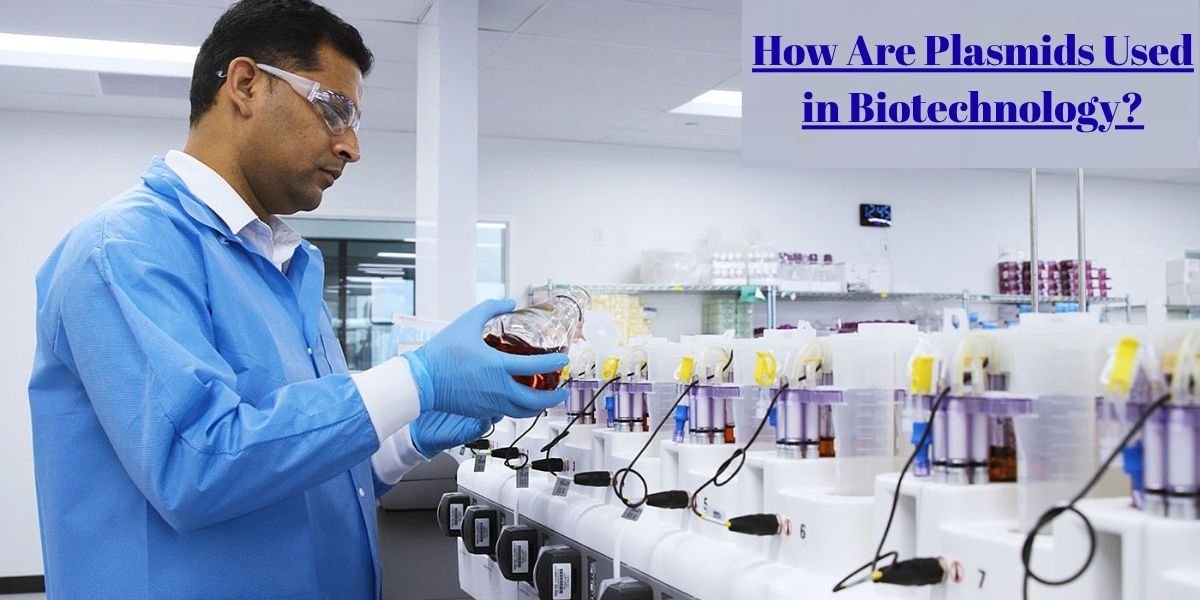 How Are Plasmids Used in Biotechnology? From Gene Cloning to Protein Production